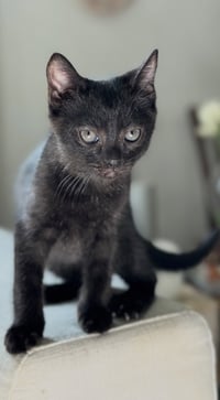 Jiji - Photo 2