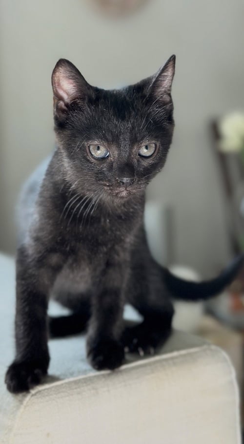 JIJI - Domestic Short Hair available for adoption