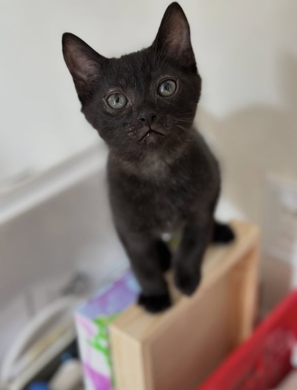 Jiji Image