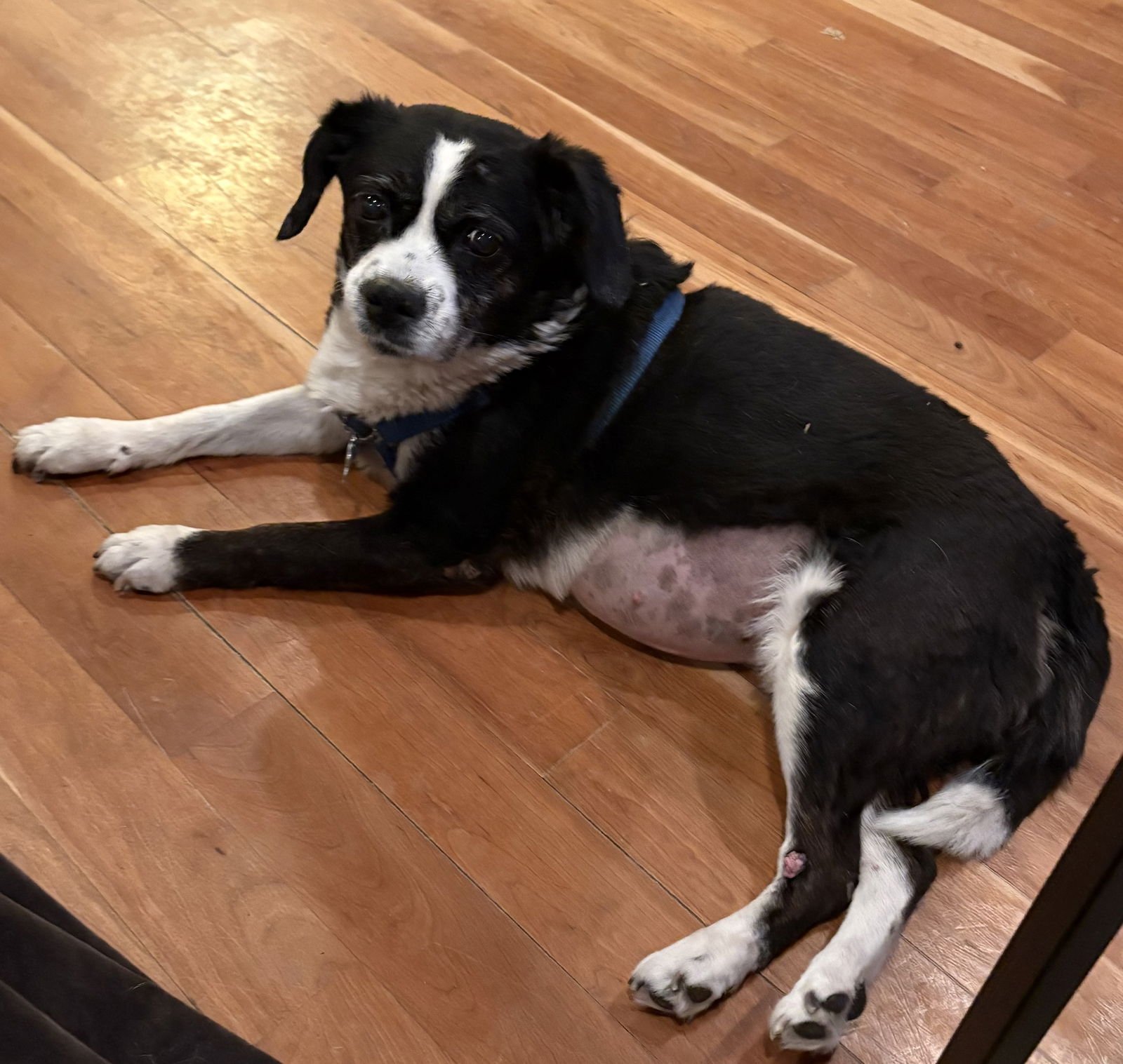 LACY - Border Collie / Beagle available for adoption