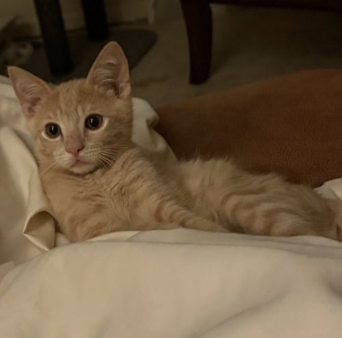 KNOX