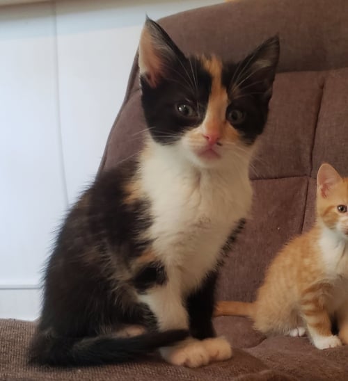ZORA - Domestic Medium Hair / Calico available for adoption