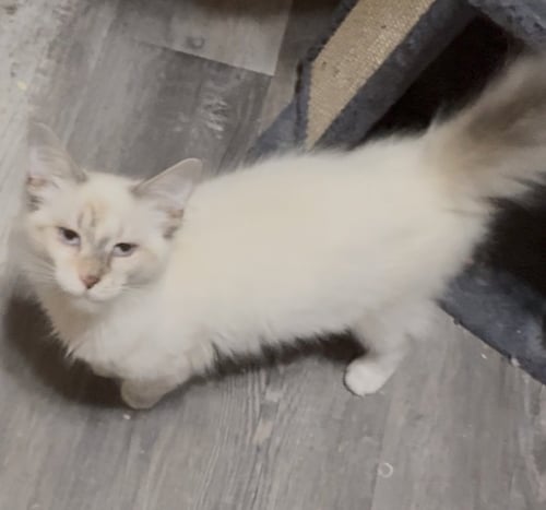 WINNIE - Siamese available for adoption