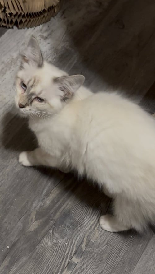 WINNIE - Siamese available for adoption
