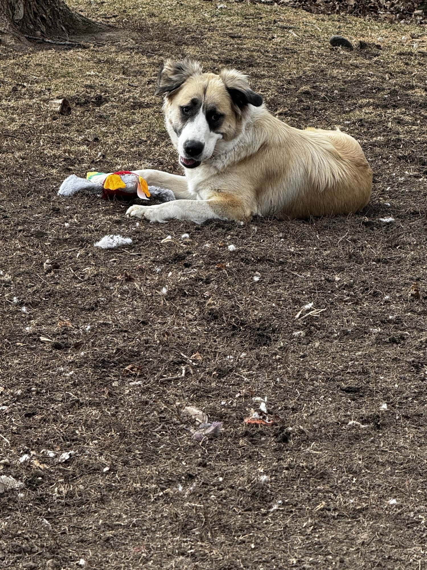 MYA - Anatolian Shepherd available for adoption