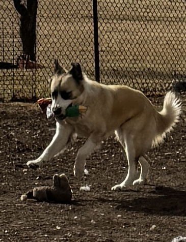 MYA - Anatolian Shepherd available for adoption