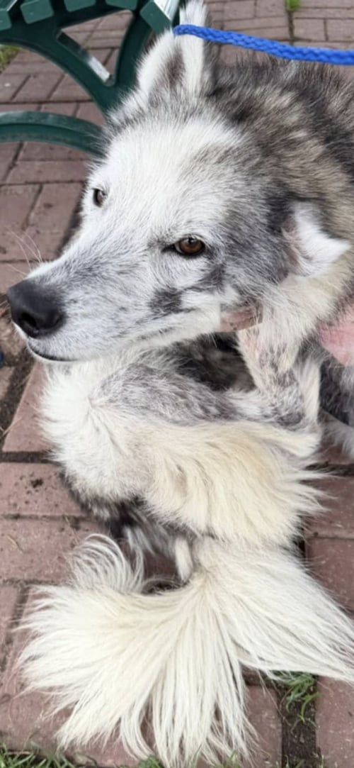 CHAD - Husky available for adoption