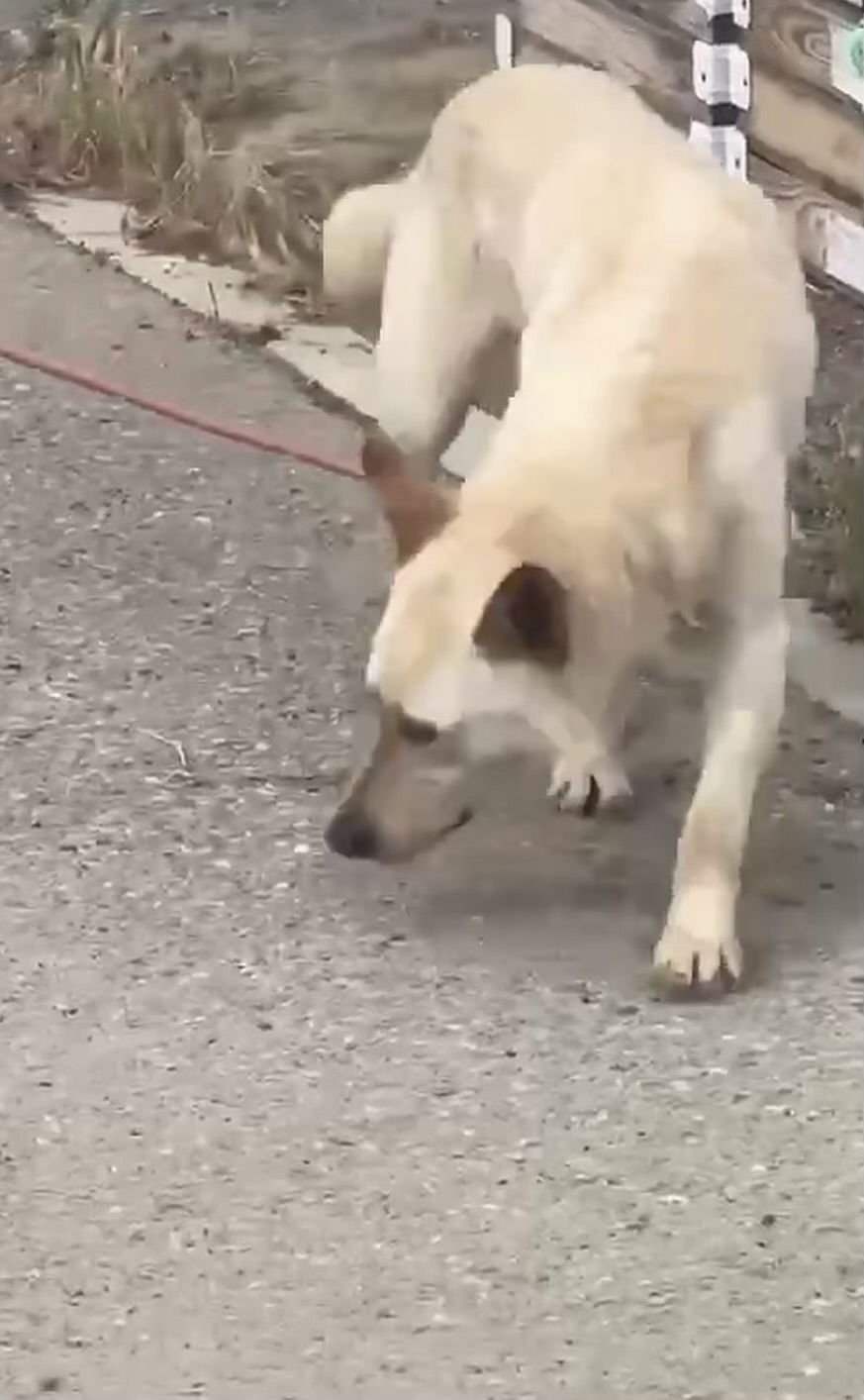 ZANE - German Shepherd Dog available for adoption