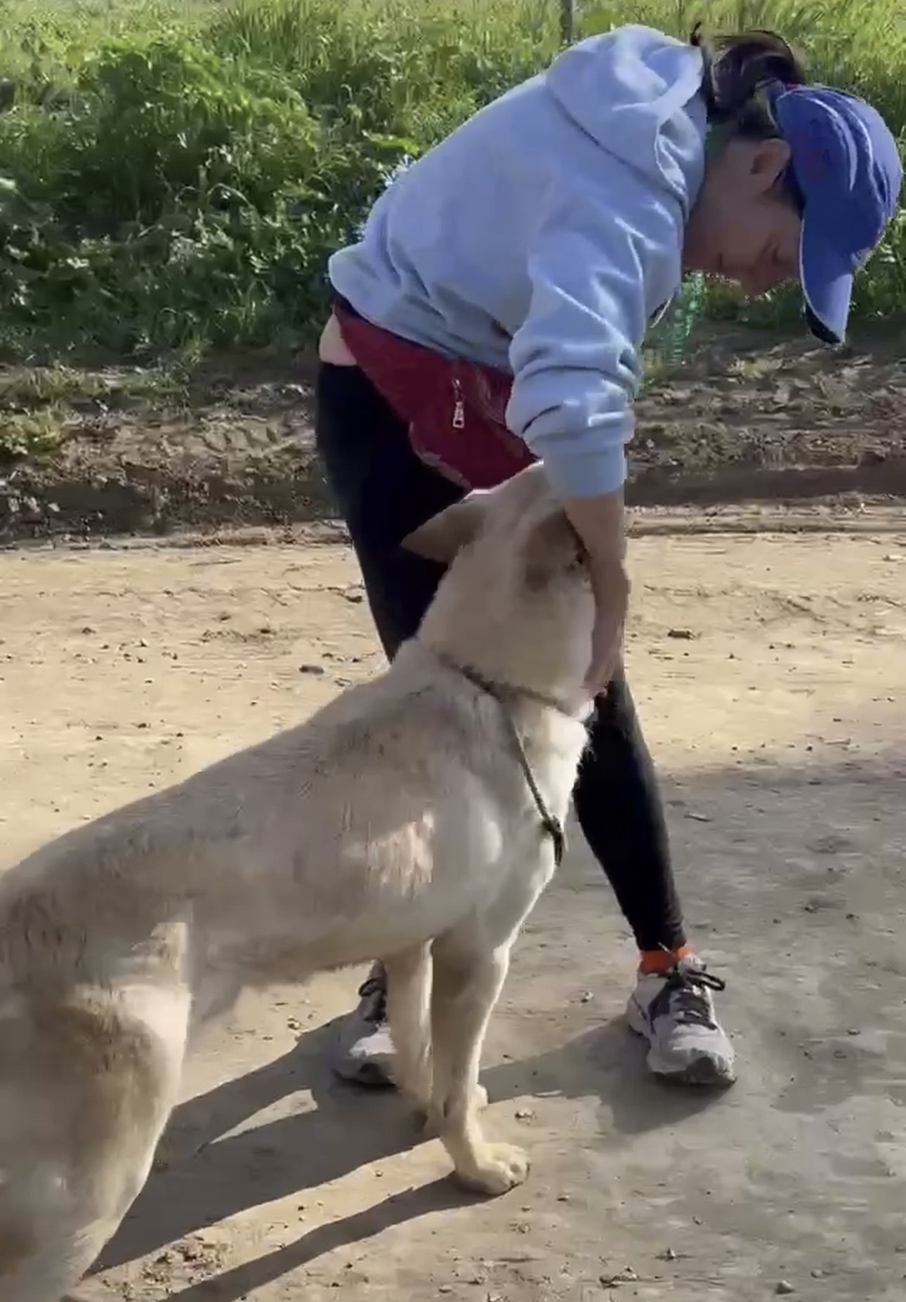 ZANE - German Shepherd Dog available for adoption