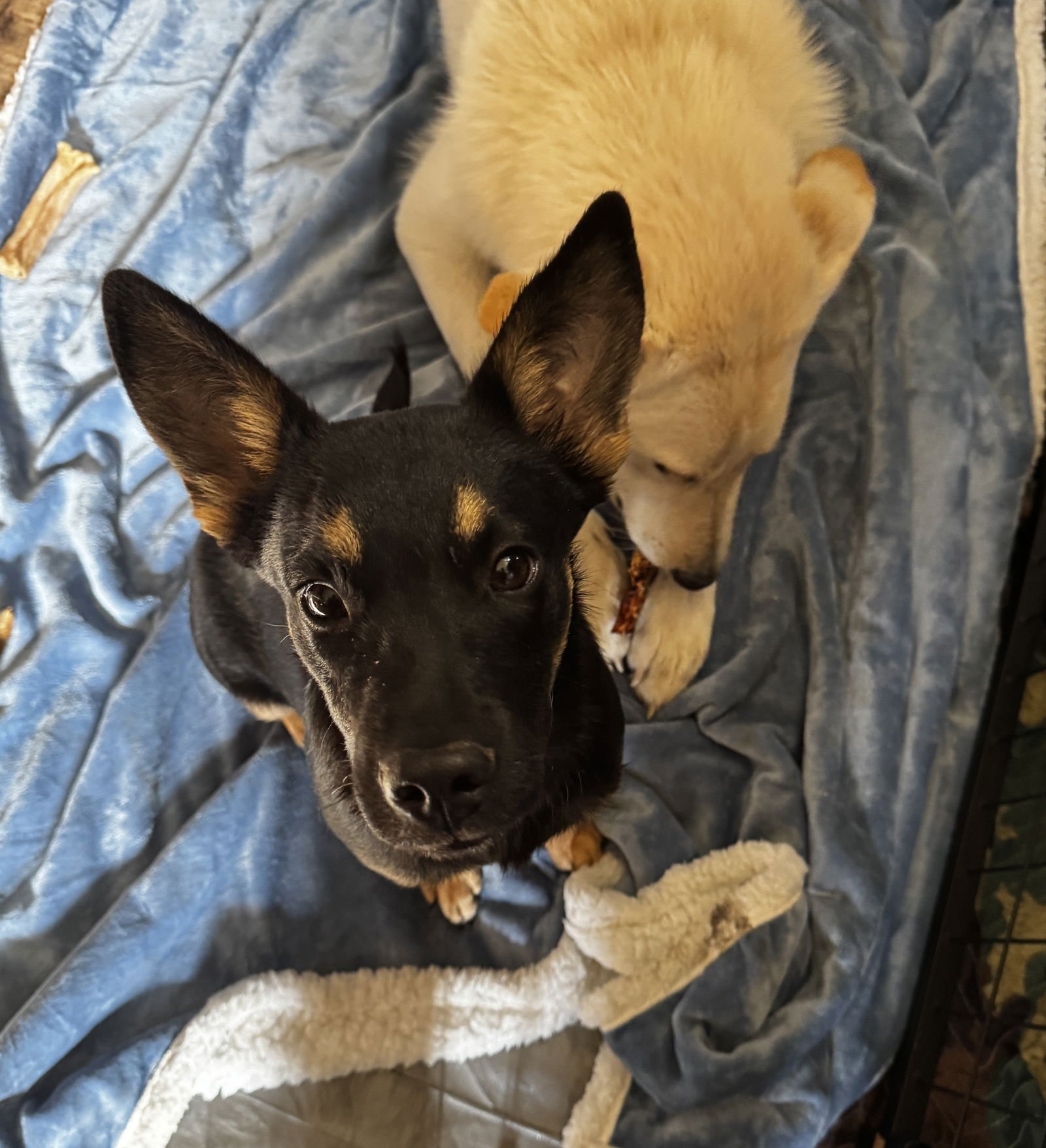 DRAKE - Chihuahua available for adoption