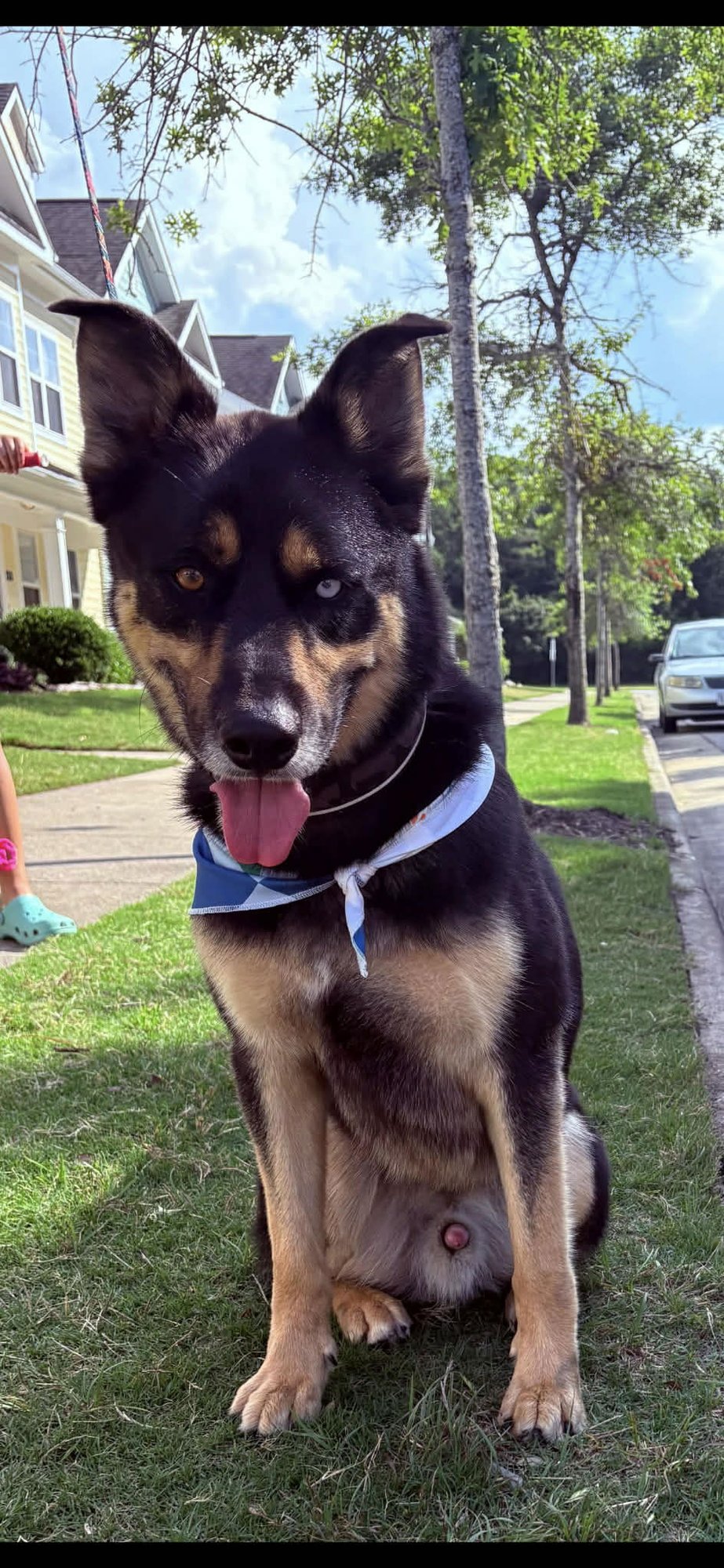 AMOS - German Shepherd Dog / Husky available for adoption