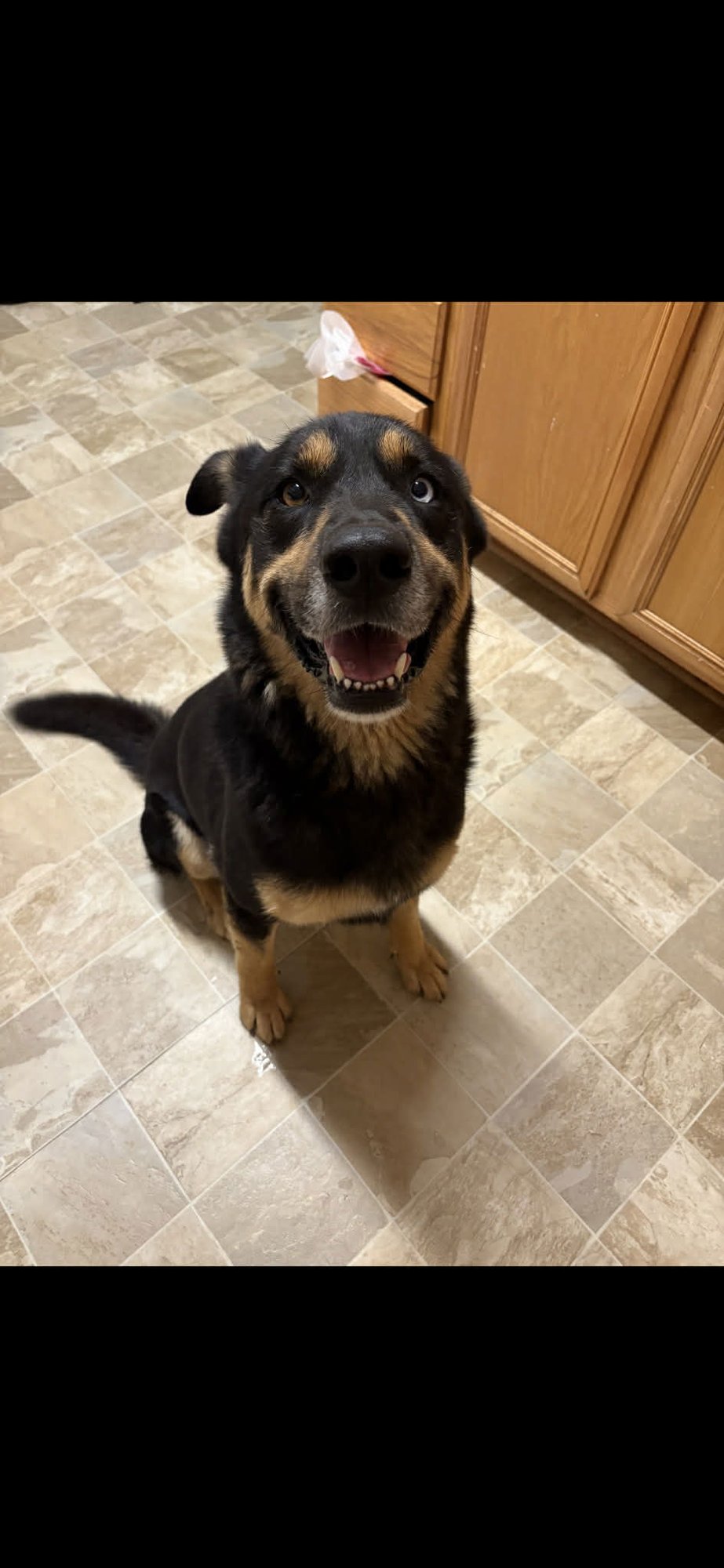 AMOS - German Shepherd Dog / Husky available for adoption