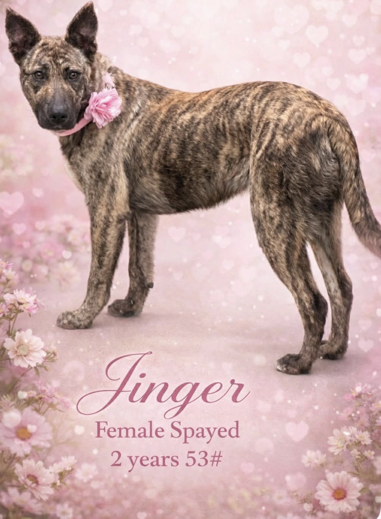 JINGER - Dutch Shepherd available for adoption
