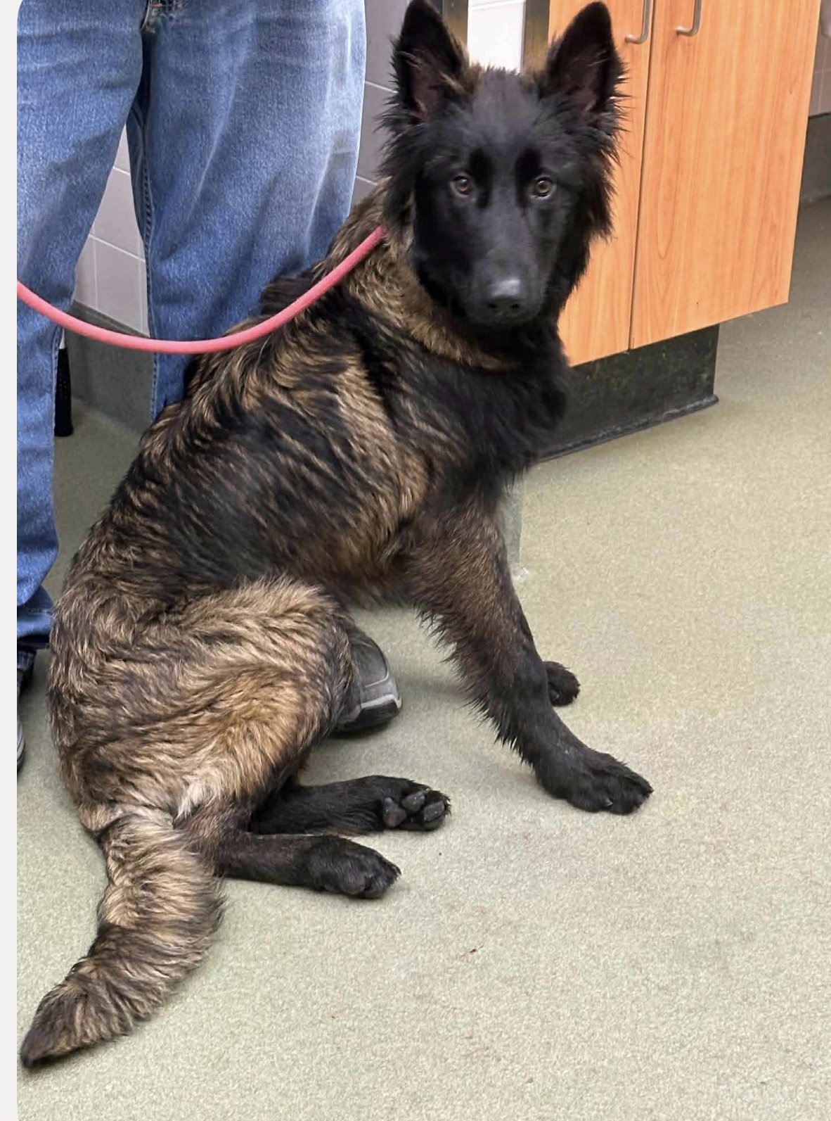 BELLAMY - German Shepherd Dog available for adoption