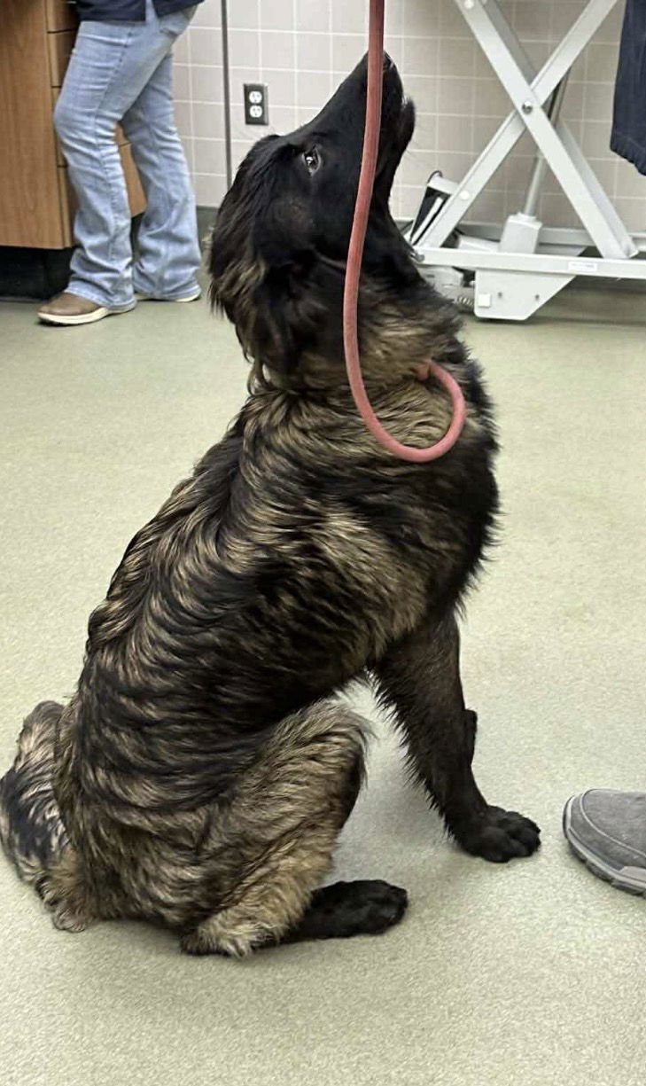 BELLAMY - German Shepherd Dog available for adoption