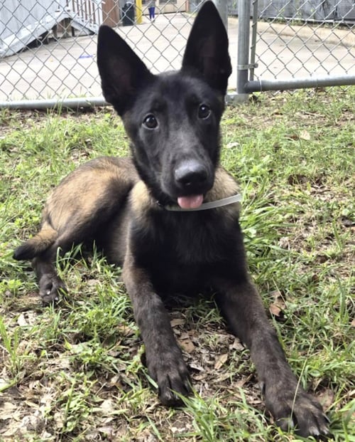 CARSON - Belgian Shepherd Malinois available for adoption