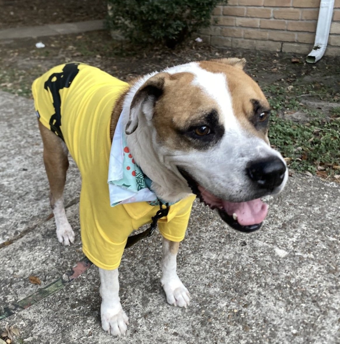 BUDDY - Boxer available for adoption