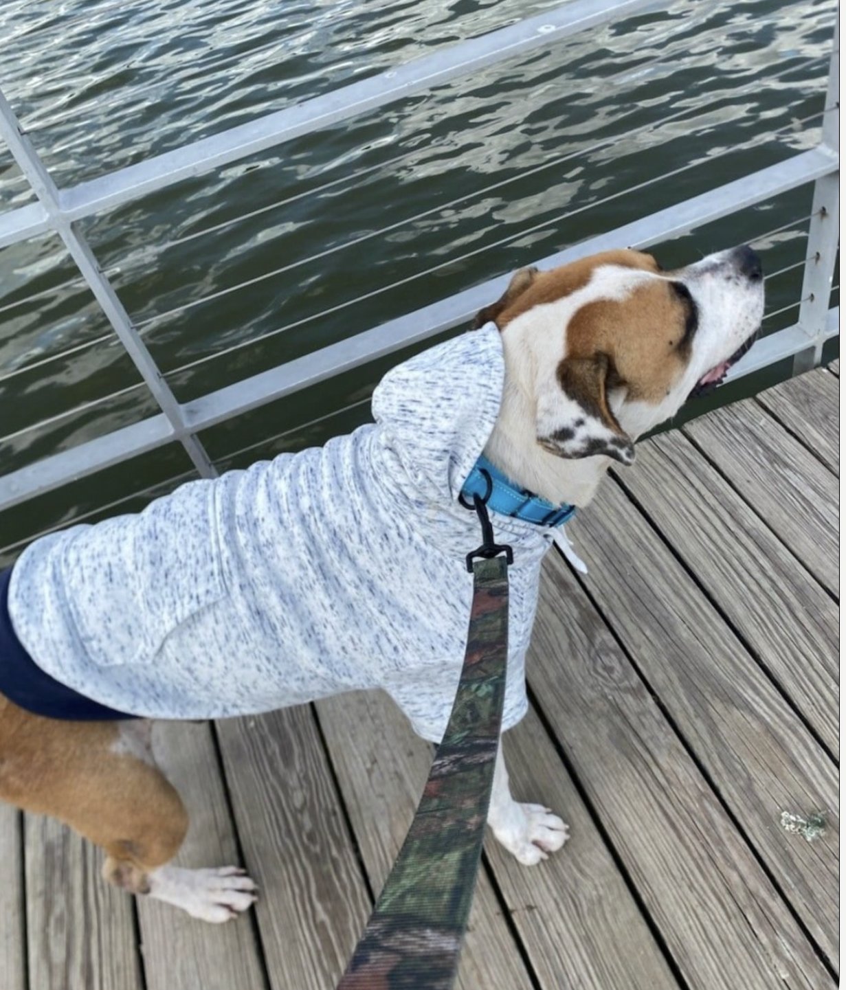 BUDDY - Boxer available for adoption