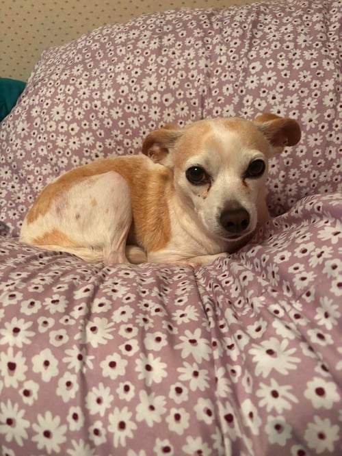 LIL BIT - Chihuahua for adoption in Reading