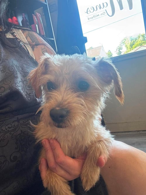 RUSTY - Terrier for adoption in Reading