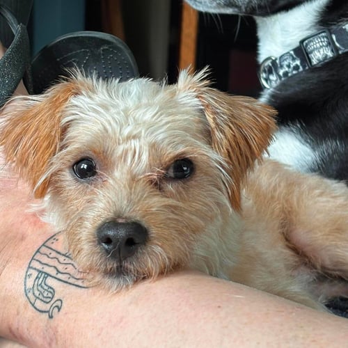 RUSTY - Terrier available for adoption