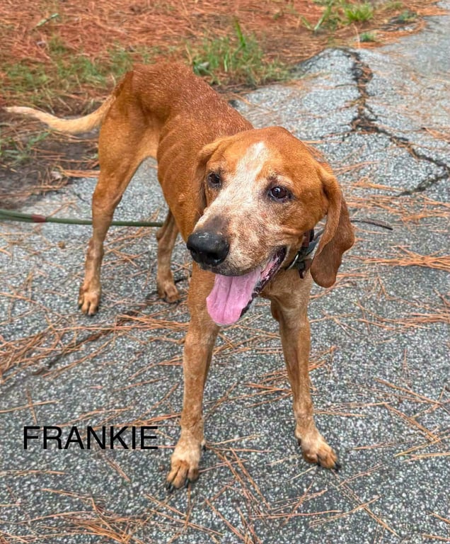 Frankie Image