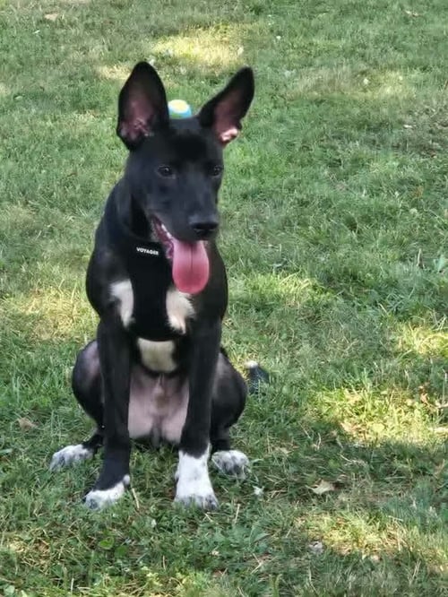 BILLY - Australian Kelpie available for adoption