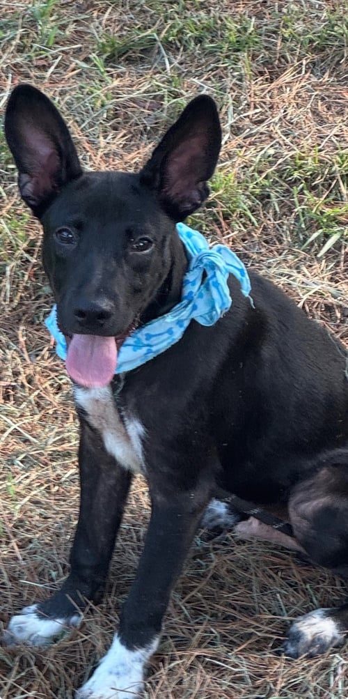 BILLY - Australian Kelpie for adoption in Reading
