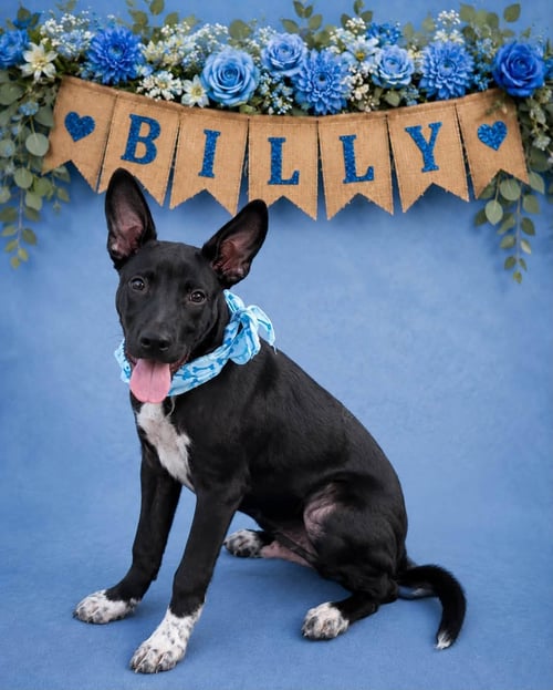 BILLY - Australian Kelpie available for adoption