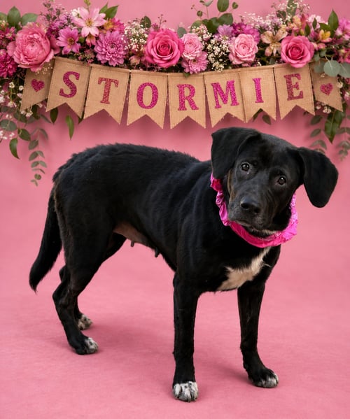 STORMIE - Labrador Retriever for adoption in Reading