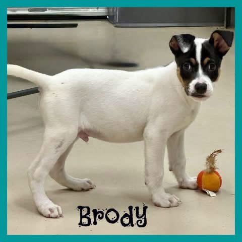BRODY