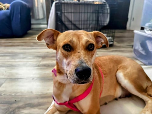 NELLIE - Cattle Dog for adoption in Reading