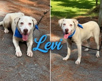 Levi - Photo 2