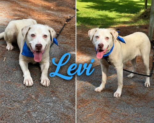 LEVI - Labrador Retriever / Pit Bull Terrier available for adoption