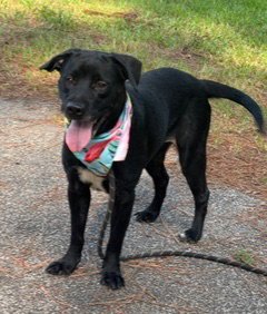 JANE - Labrador Retriever for adoption in Reading