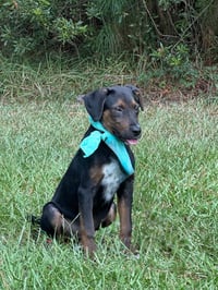 Lance - Photo 4