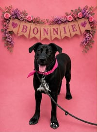 Bonnie - Photo 4