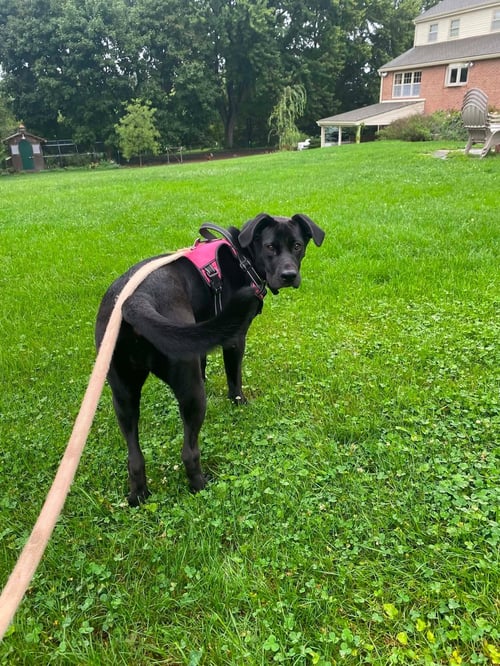 BONNIE - Labrador Retriever available for adoption