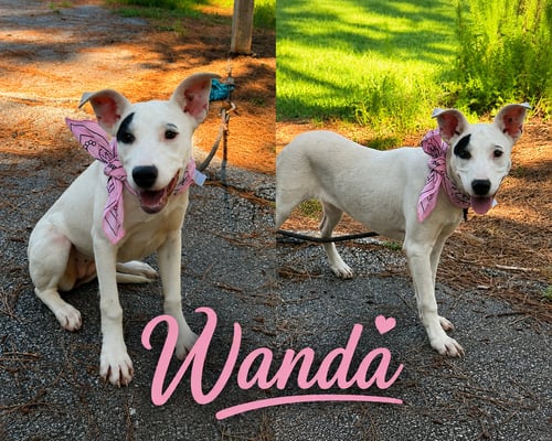 WANDA