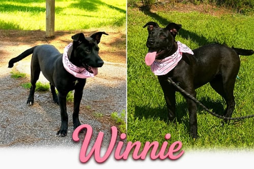 WINNIE - Labrador Retriever available for adoption