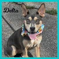 Delta - Photo 3