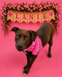 Lanie - Photo 1