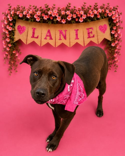 LANIE - Labrador Retriever / Pit Bull Terrier for adoption in Reading