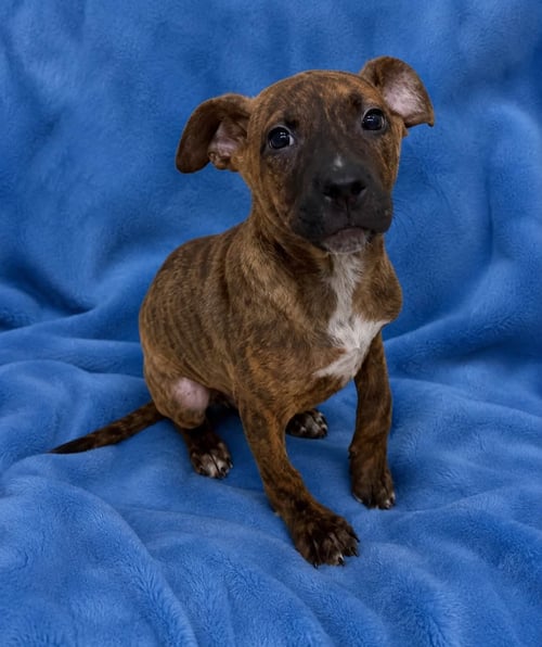 CHIP - Black Mouth Cur available for adoption