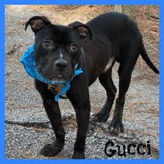 GUCCI - Pit Bull Terrier for adoption in Reading