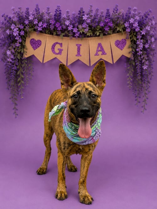 GIA