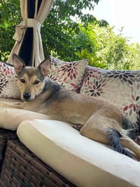 Queenie - Photo 3