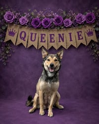 Queenie - Photo 2
