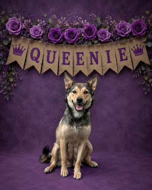 QUEENIE - Shepherd available for adoption