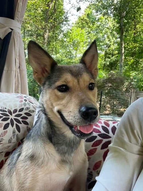 QUEENIE - Shepherd for adoption in Reading